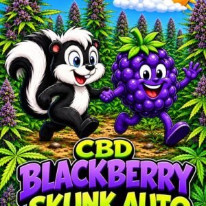 CBD Blackberry Skunk Auto